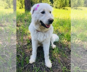 Mother of the Great Pyrenees-Newfoundland Mix puppies born on 06/15/2019