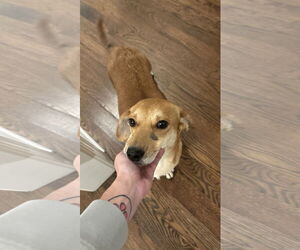 Toy Rat Doxie Dogs for adoption in Holly Springs, NC, USA