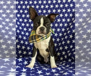 Boston Terrier Puppy for sale in NARVON, PA, USA