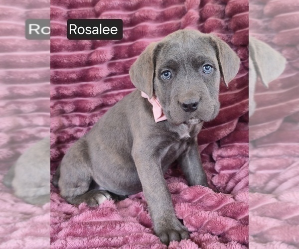 Medium Photo #3 Cane Corso Puppy For Sale in MINERAL WELLS, WV, USA