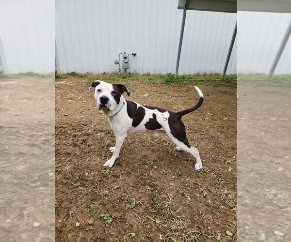 Medium Photo #4 American Pit Bull Terrier Puppy For Sale in Evansville, IN, USA