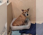 Small #3 Mountain Cur-Rhodesian Ridgeback Mix