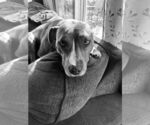 Small #1 American Pit Bull Terrier Mix