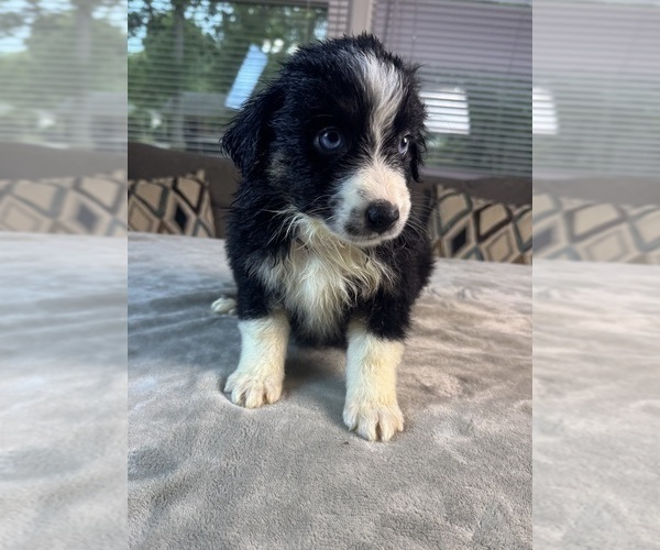 Medium Photo #5 Australian Shepherd Puppy For Sale in SALISBURY, NC, USA