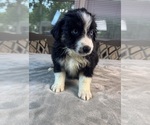 Small #4 Australian Shepherd