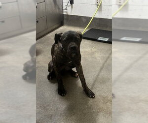 Mutt Dogs for adoption in Forestville, MD, USA