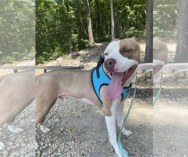 Medium Photo #3 American Staffordshire Terrier-Unknown Mix Puppy For Sale in Front Royal, VA, USA