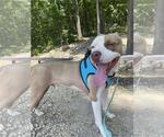 Small #2 American Staffordshire Terrier Mix