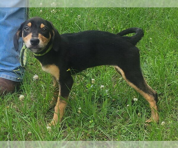 Medium Photo #1 Catahoula Leopard Dog-Labrador Retriever Mix Puppy For Sale in Wetumpka, AL, USA