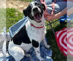 Small #18 Labrador Retriever Mix
