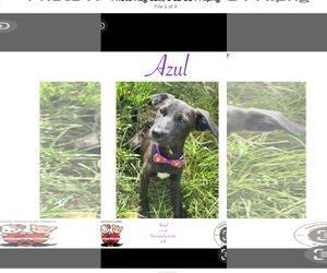 Dachshund-Unknown Mix Dogs for adoption in NYC, NY, USA