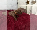 Puppy Brown Labradoodle