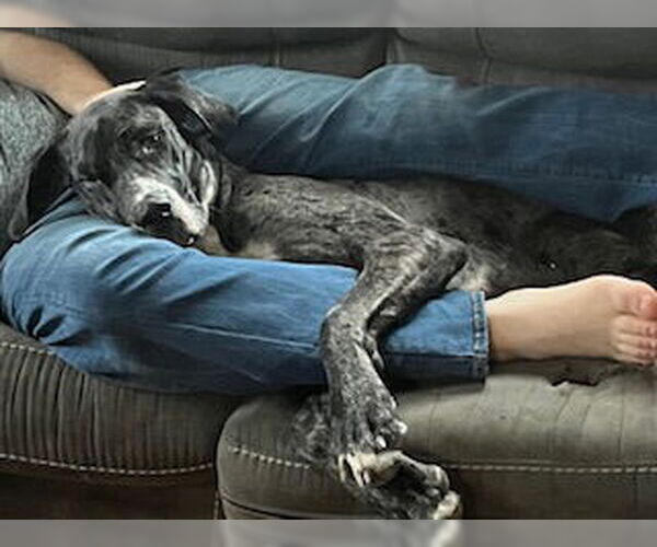 Medium Photo #7 Great Dane Puppy For Sale in Buffalo, MN, USA