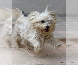 Mutt Dogs for adoption in Grafton, WI, USA