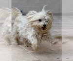 Small Mutt