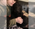 Small #8 Labradoodle-Labrador Retriever Mix