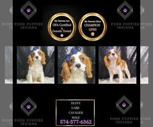 Cavalier King Charles Spaniel Puppy for sale in WARSAW, IN, USA
