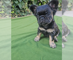 Puppy Balenci French Bulldog