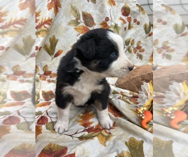 Medium Photo #2 Australian Shepherd Puppy For Sale in COTOPAXI, CO, USA