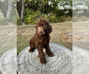 Goldendoodle Puppy for sale in LINDSAY, TX, USA