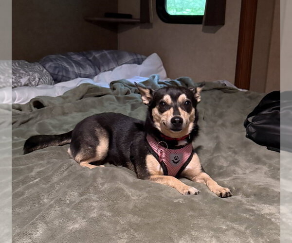 Medium Photo #3 Chiweenie Puppy For Sale in Wakefield, RI, USA