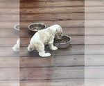 Small #2 Cocker Spaniel