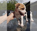 Small #10 Boxer Mix