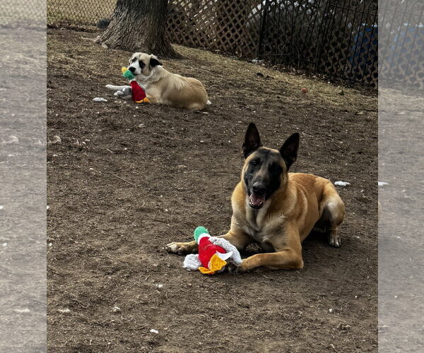 Medium Photo #3 Anatolian Shepherd-Unknown Mix Puppy For Sale in Kankakee, IL, USA
