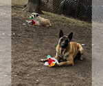 Small #2 Anatolian Shepherd Mix