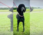 Small #3 Poodle (Standard)