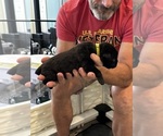 Small Photo #41 Cane Corso Puppy For Sale in REEVESVILLE, SC, USA