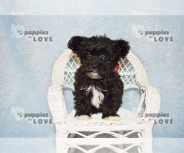 Medium Photo #10 Maltipoo Puppy For Sale in SANGER, TX, USA