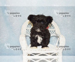 Small Photo #10 Maltipoo Puppy For Sale in SANGER, TX, USA