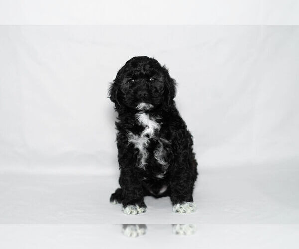 Medium Photo #7 Cockapoo Puppy For Sale in NAPPANEE, IN, USA