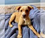 Small #4 Labrador Retriever Mix