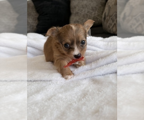 Medium Photo #37 Chihuahua Puppy For Sale in SAN ANTONIO, TX, USA