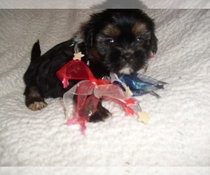 Shih Tzu Puppy for sale in JACKSON, MS, USA
