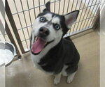 Small Siberian Husky