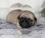 Small Photo #17 Pug Puppy For Sale in WINNSBORO, TX, USA