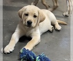 Small Photo #2 Labrador Retriever Puppy For Sale in LIBERTY, SC, USA