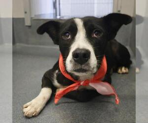 American Staffordshire Terrier-Unknown Mix Dogs for adoption in San Antonio, TX, USA