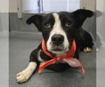 Small American Staffordshire Terrier Mix