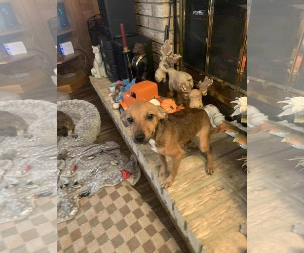 Medium Photo #7 Chipin Puppy For Sale in Wakefield, RI, USA