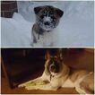 Small Photo #1 Akita Puppy For Sale in CEDAR MILLS, MN, USA