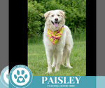 Small #9 Golden Pyrenees