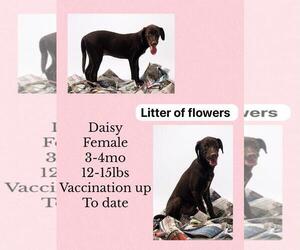 Labrador Retriever-Whippet Mix Dogs for adoption in Virginia Beach, VA, USA