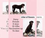 Daisy - Female Labrador Retriever-Whippet Mix Dog for Adoption - Small photo
