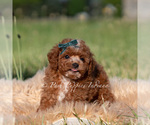 Small #4 Goldendoodle (Miniature)