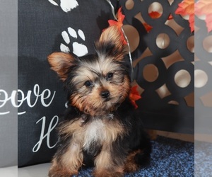 Yorkshire Terrier Puppy for sale in MOUNT VERNON, OH, USA
