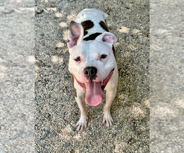 Medium Photo #3 Boxer-Unknown Mix Puppy For Sale in Brewster, NY, USA